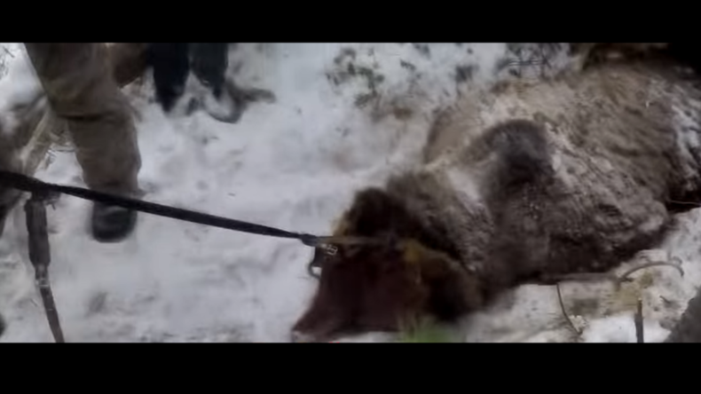 Sibirischer Gouverneur erschießt vor laufender Kamera Bären im Winterschlaf - Internet tobt vor Wut