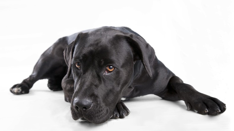 Justitia auf vier Beinen: Hund beweist Unschuld in Missbrauchsfall