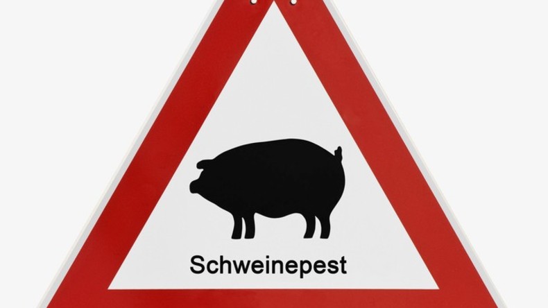 Belgien: Afrikanische Schweinepest nahe deutscher Grenze nachgewiesen 