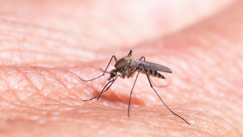 Mückenstiche oder Haft: Insekten zwingen Diebstahlverdächtigen zur Kapitulation