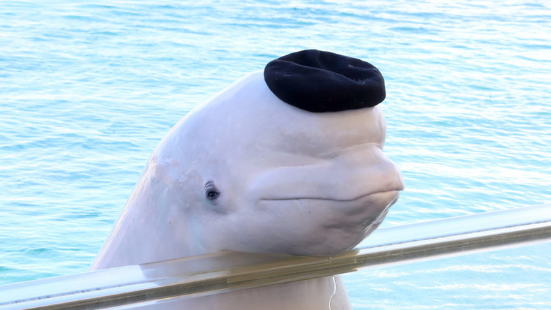 Beluga als seltener Gast in britischen Gewässern: Weißwal in der Themse gesichtet