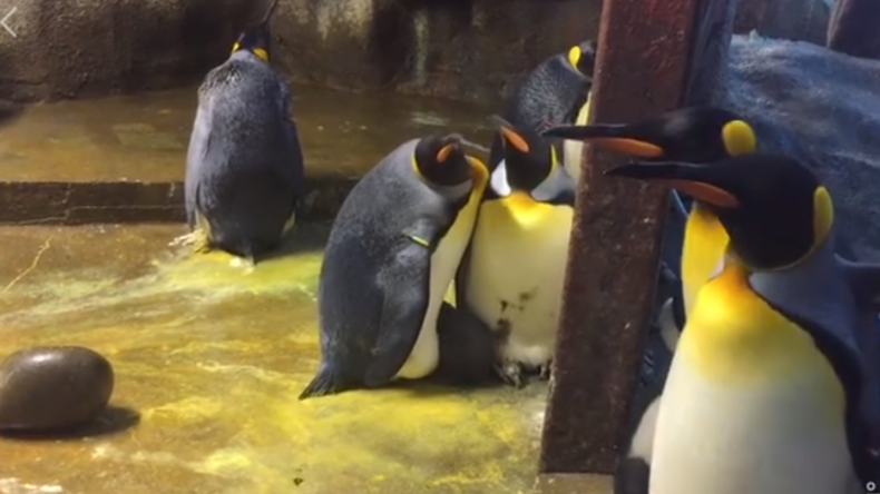 Familiendrama in Zoo: Homosexuelle Pinguine retten Küken ihrer Artgenossen  
