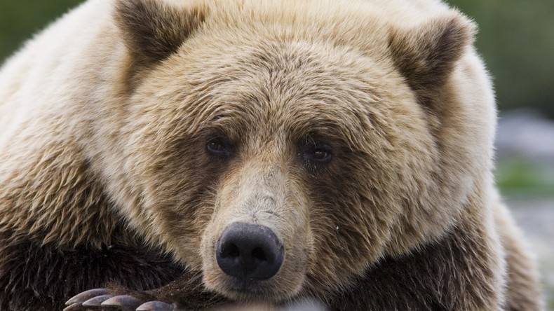 Die Rache der Natur? Jäger erschießt Bären, Bär fällt auf Jäger und erdrückt ihn fast