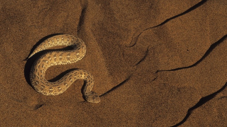 "Größter Schock des ganzen Lebens": Britin entdeckt afrikanische Schlange im Backofen