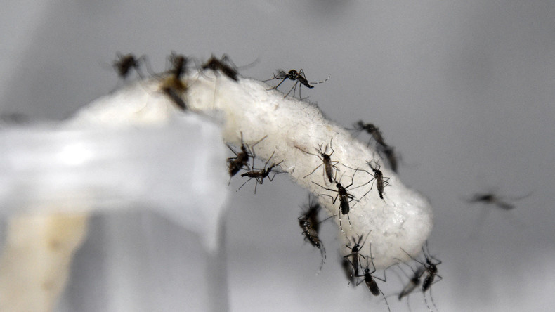 Harmlose Biowaffe?  Pentagon-Forscher wollen mit Insekten genetisch modifizierte Viren verbreiten