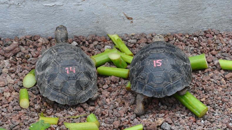 Unbekannte stehlen über 100 Riesenschildkröten auf Galapagos-Inseln