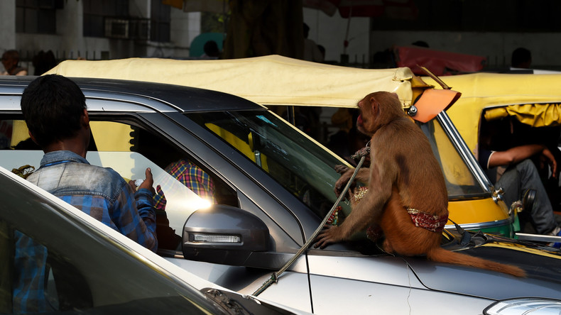 Verkehrswesen in Indien: Affe sitzt auf Lenkrad – Busfahrer wird suspendiert