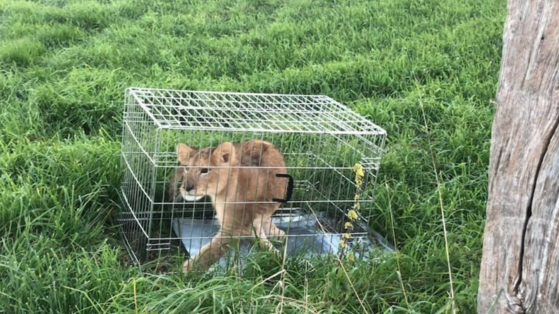 Holländischer Jogger findet verlassenes Löwenbaby in Käfig