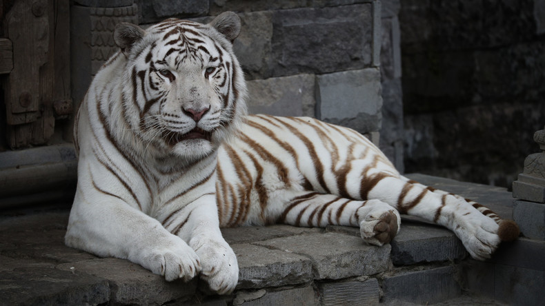 Weißer Tiger tötet Zoowärter in Japan