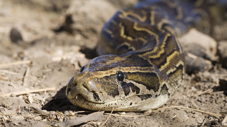 Python stranguliert Besitzer – Schamane stirbt kurz vor glückbringendem Ritual