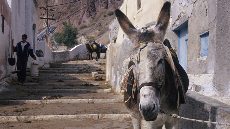 Zu schwere Last für Esel - Griechenland verbietet übergewichtigen Touristen Grautiere zu reiten