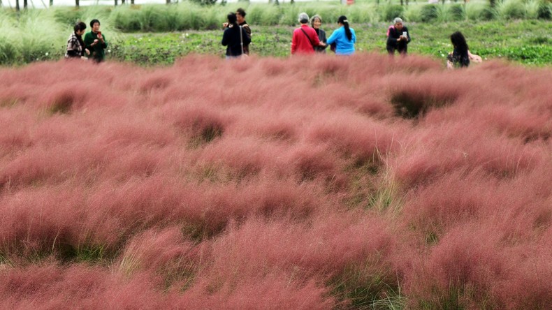 Lieber abschneiden als zerstören lassen: Touristen trampeln seltenes rosa Gras für Selfies nieder
