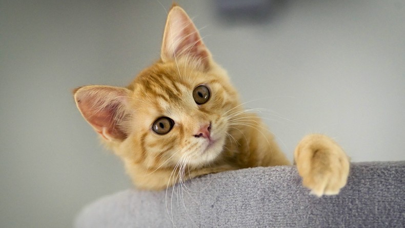 "Pyjamaparty für Katzen": US-Außenministerium verschickt versehentlich Einladungen mit Katzen-Fotos