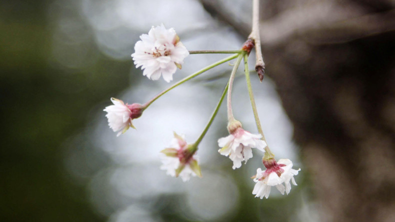 Kirschblüte im Oktober? Wichtigster Baum Japans überraschend aufgeblüht