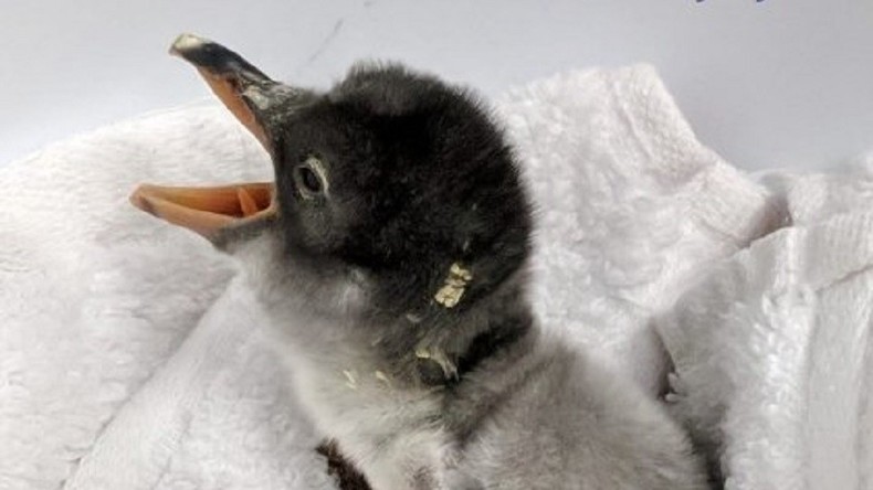 Liebe ohne Grenzen: Schwules Pinguinpärchen in Sydney bekommt Pflegeküken