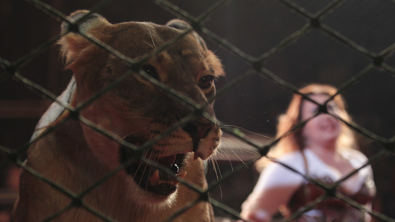 Zirkus-Löwin beißt Mädchen in Russland ins Gesicht 