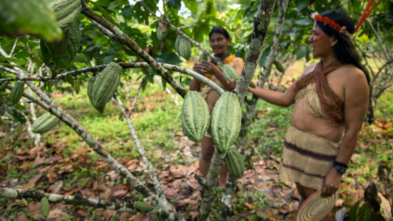 Archäologen schreiben Geschichte der Schokolade um: Kakao-Konsum in Südamerika seit gut 5.300 Jahren