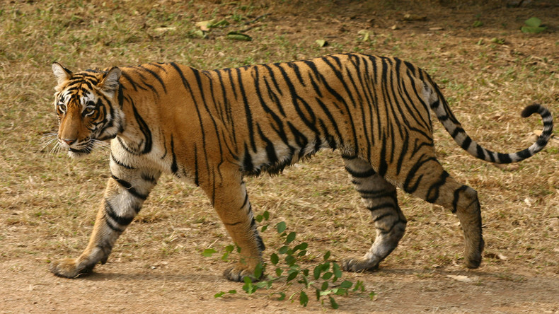 Indische Forstbehörde lässt menschenfressende Tigerin erschießen
