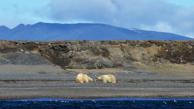 Eisbären belagern Dorf auf russischer Halbinsel – wegen Klimawandel bleiben Tiere länger an Land