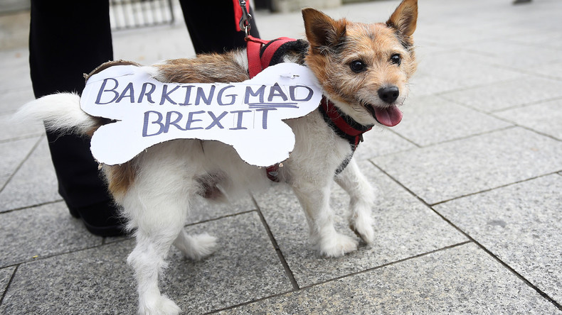Brexit für Haustiere: Großbritannien veröffentlicht Empfehlungen für Besitzer bei No-Deal-Szenario