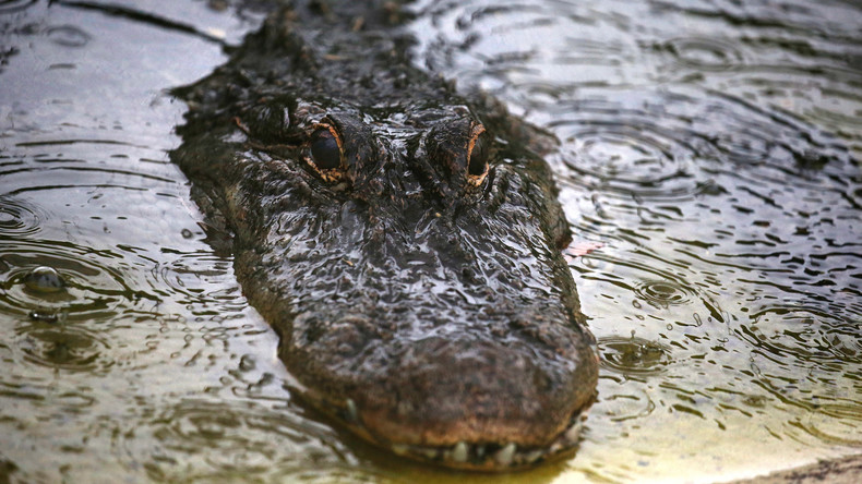 Adrenalin-Kick für Draufgänger: Mann bricht in Alligatoren-Farm ein und badet mit Krokodilen 