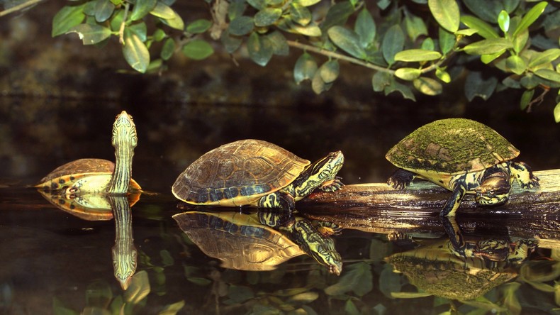 Kubanischer Angler findet siamesische Zwillingsschildkröten – Reptilien erlangen landesweiten Ruhm