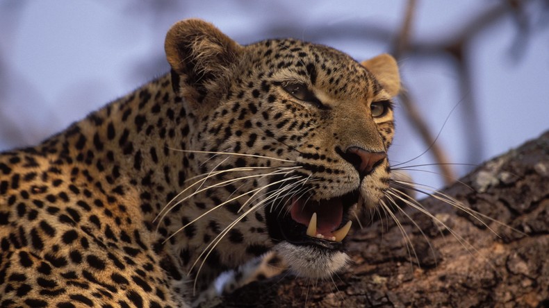 "Große Katze": Leopard fährt vorn im Taxi mit
