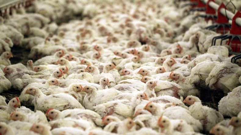 Etliche Geflügelhöfe in fünf Bundesländern gesperrt – Verdacht auf belastetes Futter 