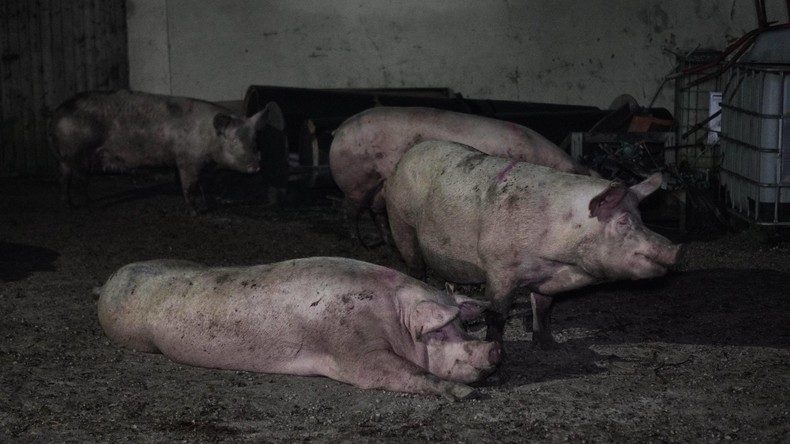 Großfeuer bei Schweinezüchter tötet 1.700 Tiere