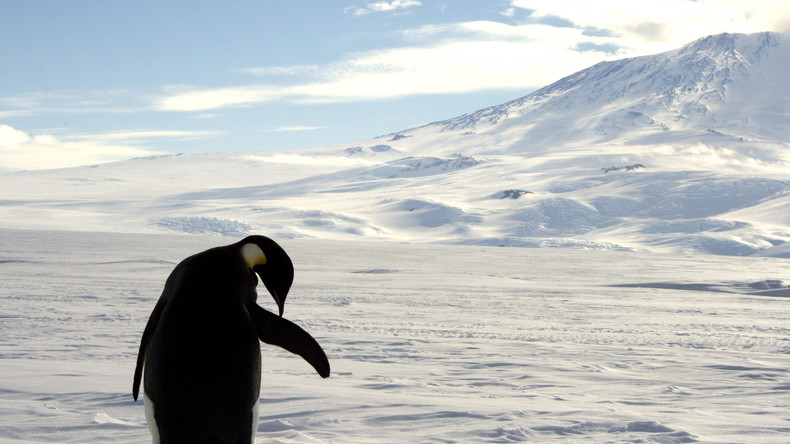 Drama im Packeis: Kamerateam rettet Pinguine aus vereister Schlucht in Antarktis