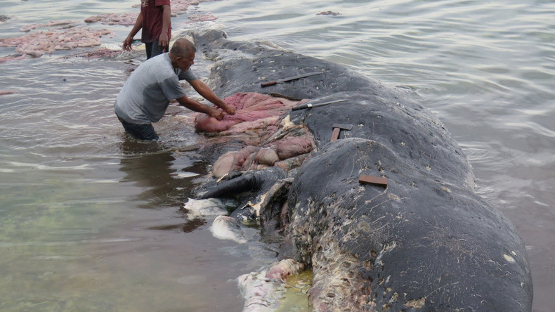 Tödliches Mahl: Toter Wal mit sechs Kilo Plastik im Bauch an indonesischer Küste gefunden