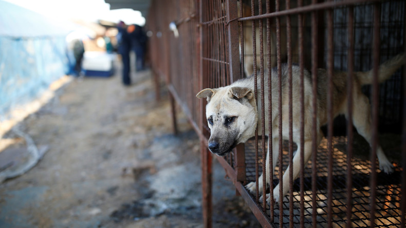 Südkorea schließt größten Hunde-Schlachthof des Landes