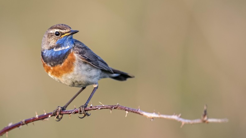 Hollands Vogelwelt ist weniger bunt als früher
