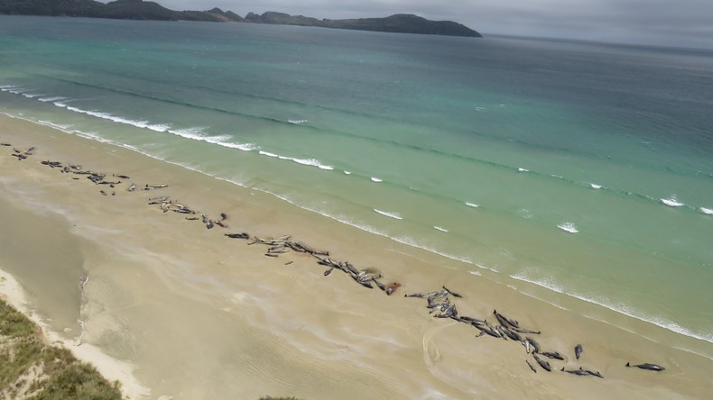 Herzzerreißende Szene: 145 Grindwale auf neuseeländischer Insel gestrandet 