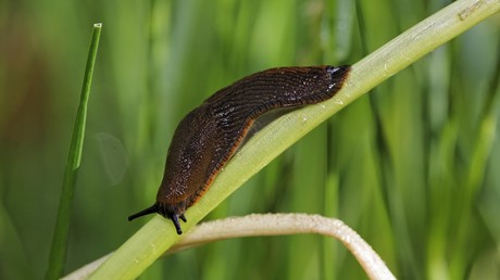 Wegen Wette: Teenager isst Nacktschnecke, fällt ins Koma, erwacht gelähmt und stirbt nach 8 Jahren