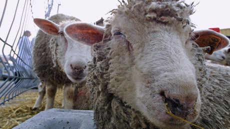 Den Schafen zuliebe: Tierschützer wollen britisches Dorf "Wool" in "Vegan Wool" umbenennen