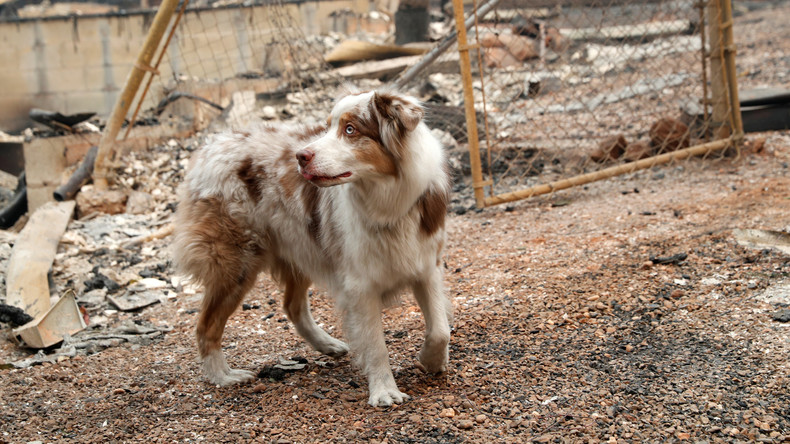 Hund hütet mehrere Wochen lang Brandstätte in Kalifornien und findet seine Herrchen wieder