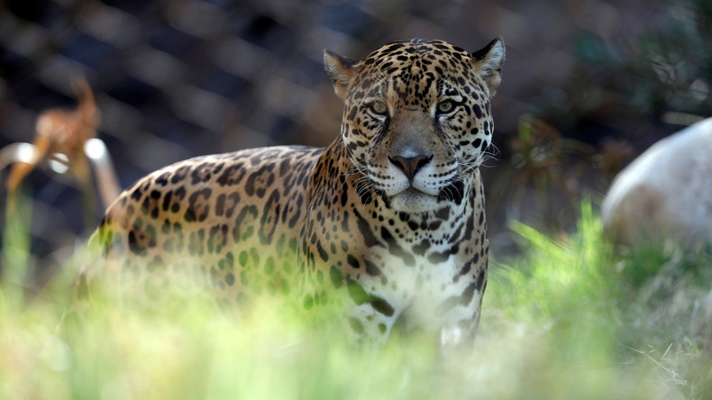 Griechische Zoomitarbeiter töten zwei entlaufene Jaguare
