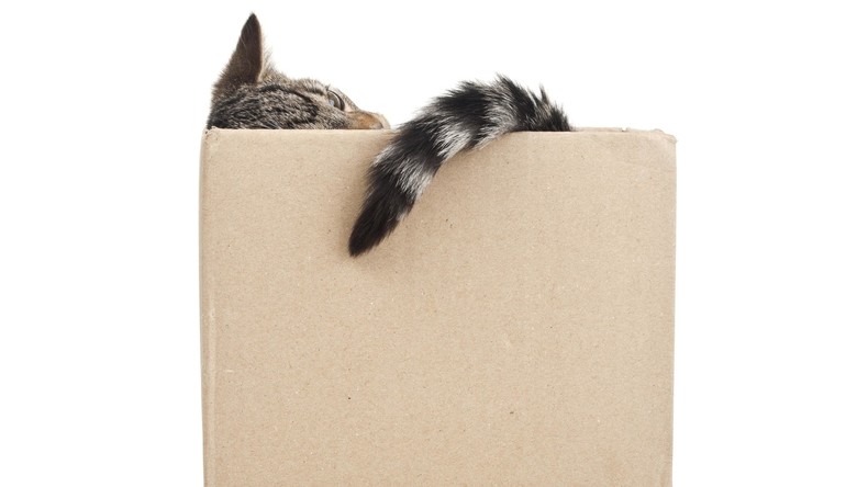 Tierische Grüße: Frauchen verschickt versehentlich ihre Katze mit der Post