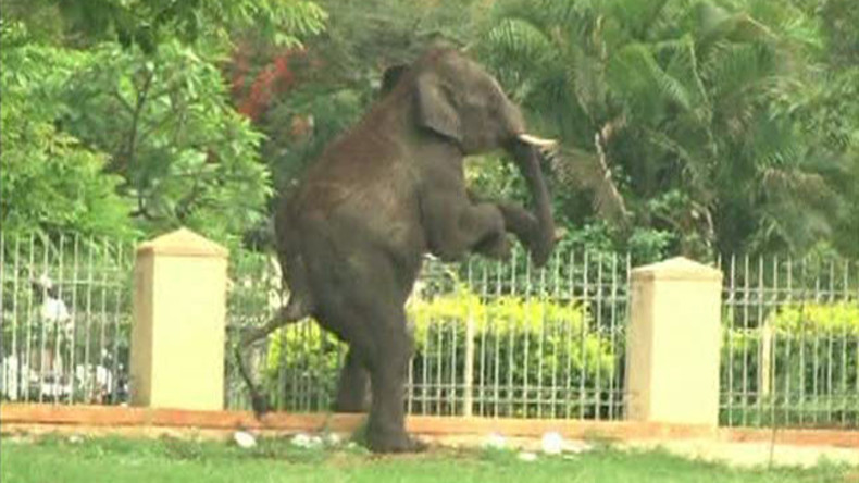 Elefant grast auf Ackerfeld und bleibt auf Rückweg im Zaun stecken – Tod durch Ersticken