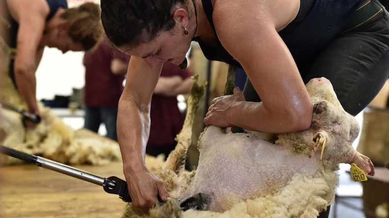 Neuseeländische Frauen bekommen eigene Schafschur-Wettbewerbe