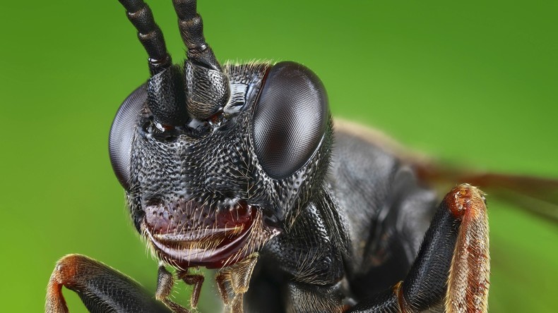 Insektenhirne als Vorbild für KI: US-Verteidigungsministerium forscht auf dem Weg in die Dystopie