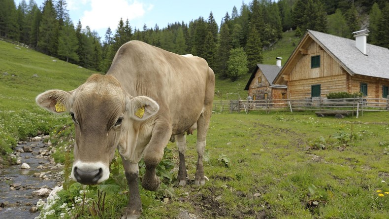 Holla, die Waldkuh: Halb Alaska sucht Kuh, die vor sechs Monaten dem Rodeo entfloh