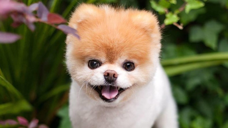 "Niedlichster Hund der Welt": Facebook-Berühmtheit Boo ist tot