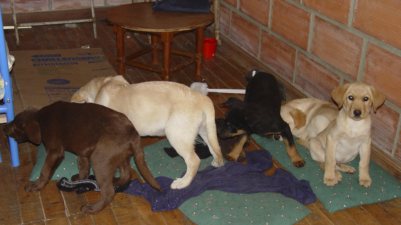Kolumbien: Tierarzt wegen Heroinschmuggels in lebenden Hundewelpen zu sechs Jahre Haft verurteilt