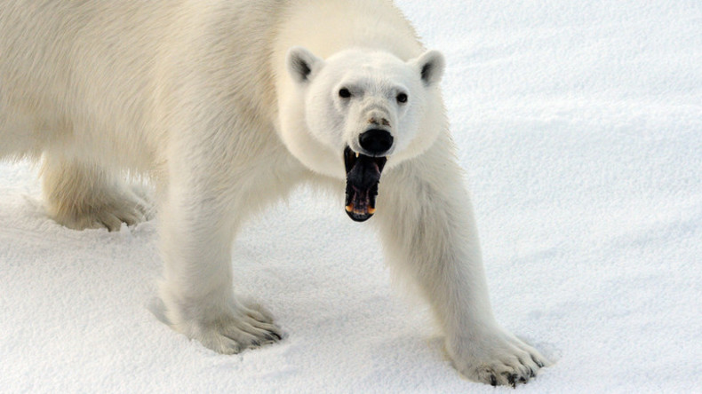 Eisbäreninvasion in russischer Polarsiedlung: Behörden rufen Notstand aus (Video)