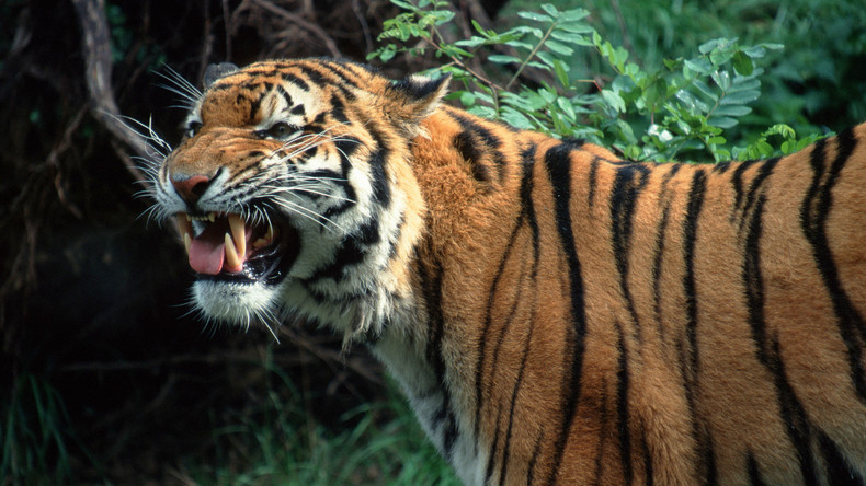 Tierische Spaßbremse: Kiffer in verlassenem Haus von Tiger überrascht - bevor sie geraucht haben