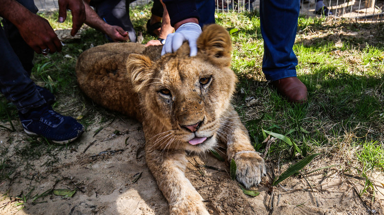 Ungeheuerliche Tierquälerei: Zoo von Gaza entkrallt Löwin, damit Besucher mit ihr spielen können