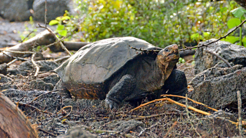Schildkröte auf den Galapagos-Inseln entdeckt, die seit über 100 Jahren als ausgestorben galt