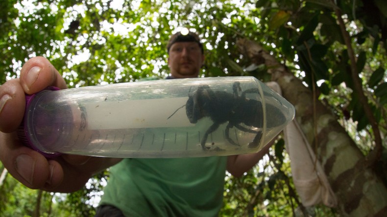 Fliegende Bulldogge: Größte Biene der Welt nach 38 Jahren in Indonesien wiederentdeckt